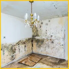 Margate Restoration Expert Margate, FL 954-459-3089 Margate Restoration Expert Margate, FL 954-459-3089 - mold-sidebar